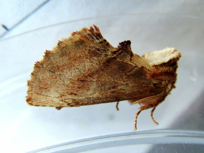 Coxcomb Prominent